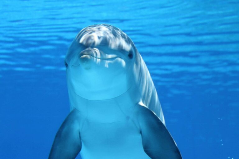 maladives-dolphin